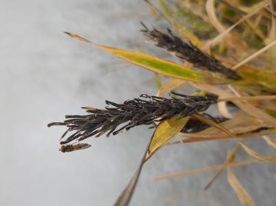 Click for 1 image(s) for this accession. SPIKE